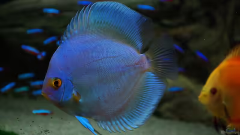 Blue Diamond von Jens Beier (13)