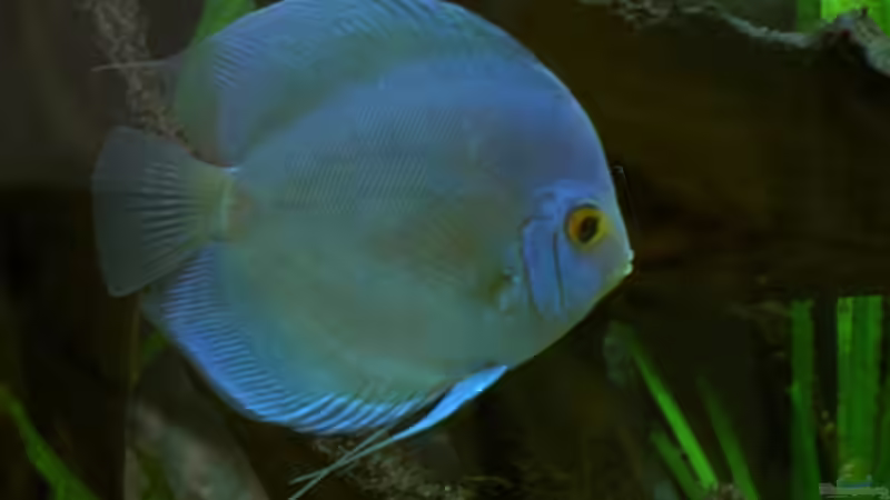 Blue Diamond von Kurt Kastl (11)