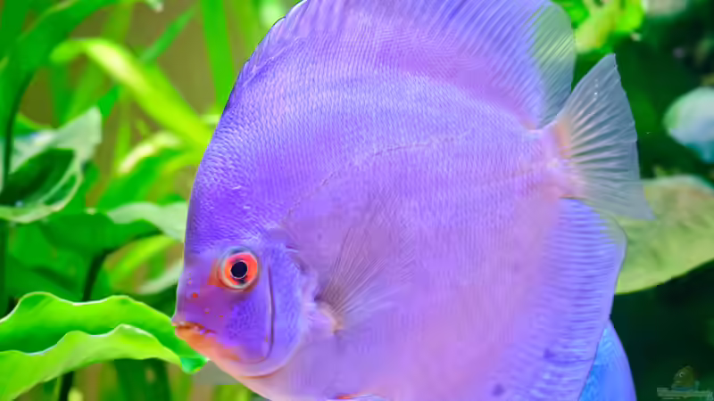 Blue Diamond von propeller (4)