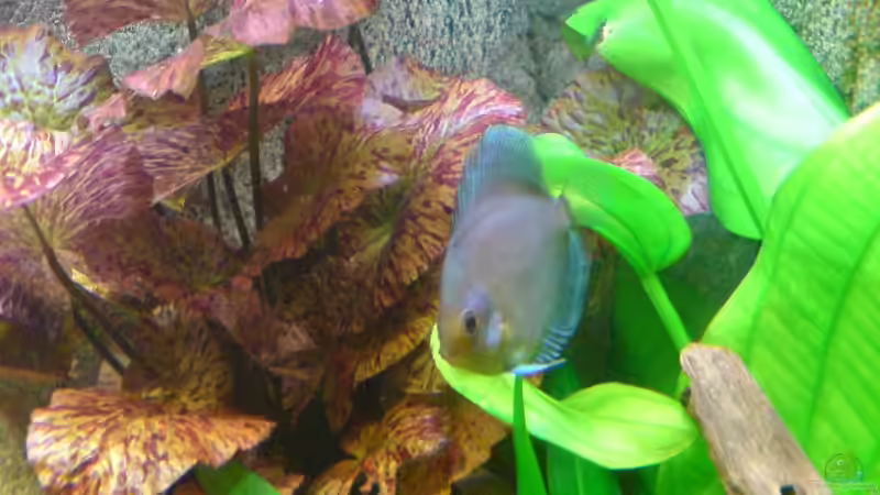 Blue Diamond vor rotem Tigerlotus von GGuardiaNN (18)