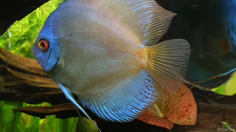 Blue Diamond x Kobalt Blau von lod (23)