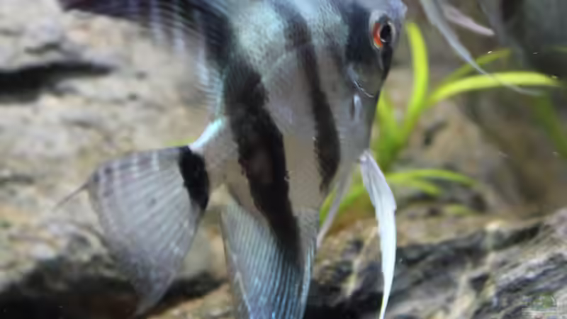 blue diamonds von Falk (40)