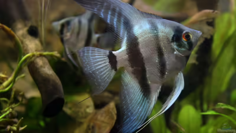 blue diamonds von Falk (41)