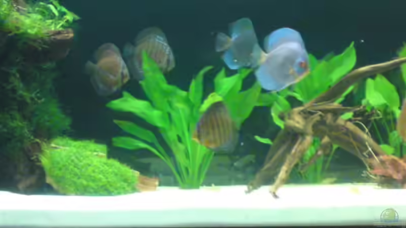 Blue Diamonds von SINAN (35)