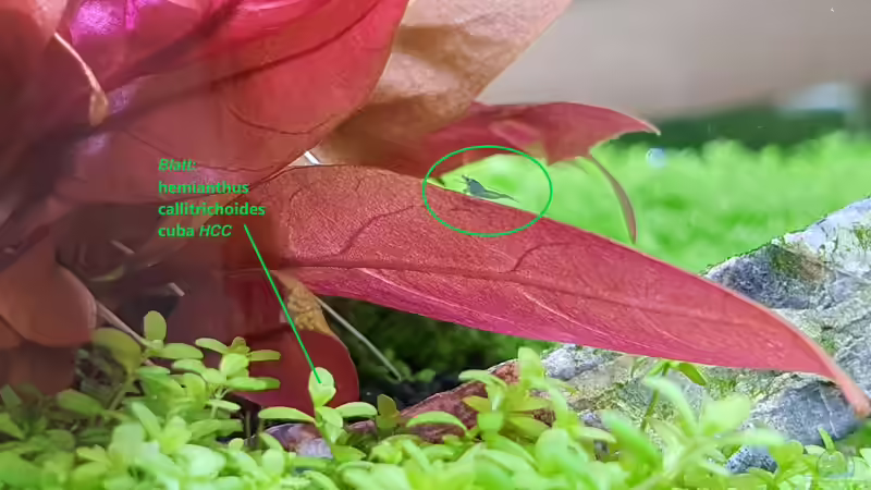 Blue Dream 1. Nachwuchs ca. 2-3 Tage alt von Marco B. (32)