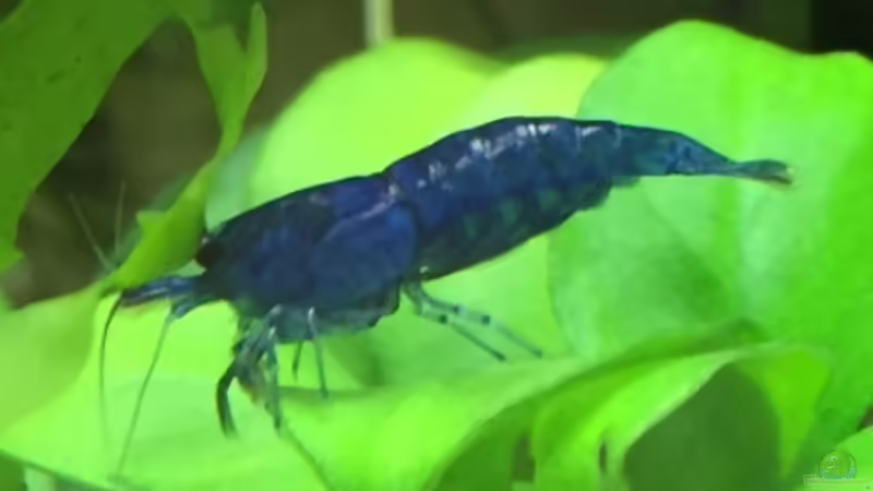 Blue Dream Garnele (w) von Yasmine (2)