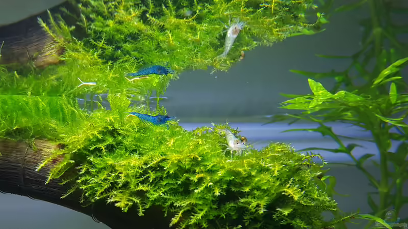 Blue Dream von Mel (33)