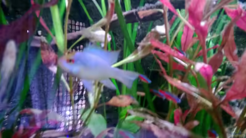 blue electric von Michael Bodem (14)