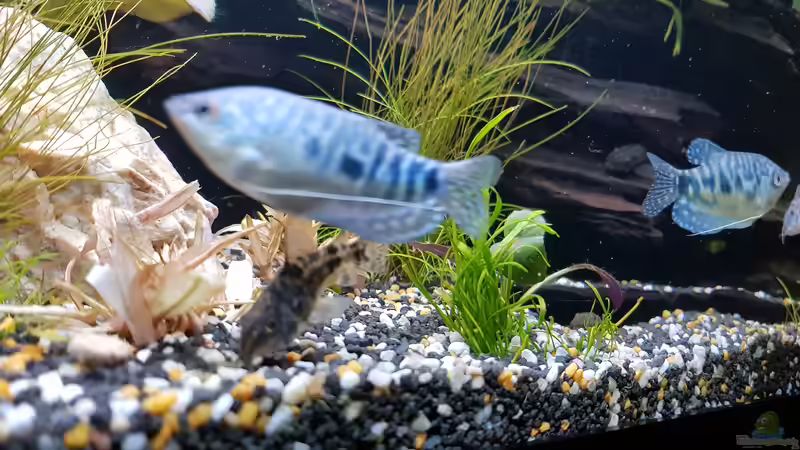 Blue Fish  von Manuela&Mike (23)