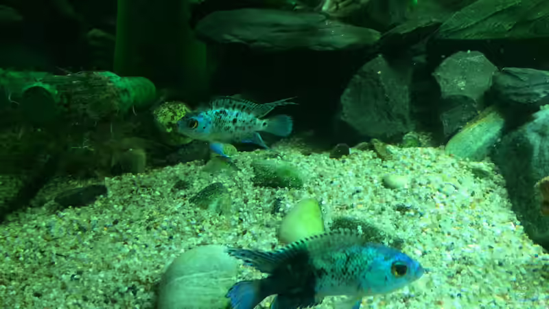 Blue Jack Dempsey von X-Rayminator (19)