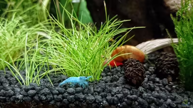 Blue Jelly Garnele von Fabian G (5)