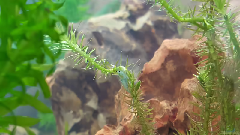 Blue Jelly von Chris-BluBB (9)