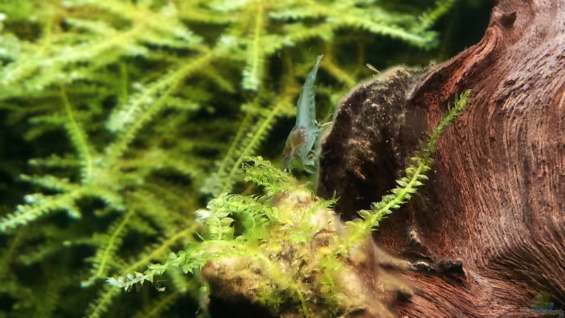 Blue Jelly von Kaddi (9)