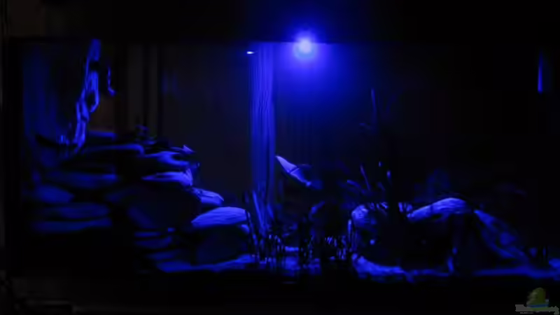 Blue Moon von Hubert Demonty (4)