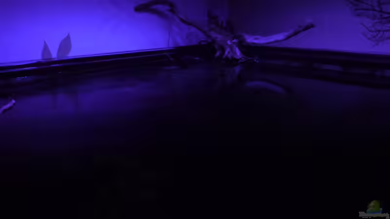 Blue Moon von Michel (39)