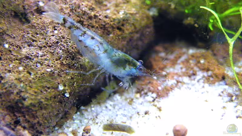 Blue Pearl auf Entdeckungstour - 23.05.2011 von bergfrau (52)