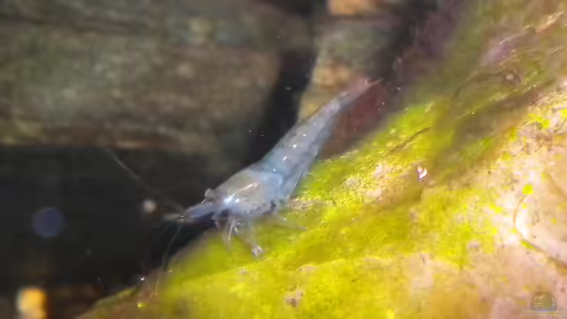 Blue Pearl Garnele von Marci (18)