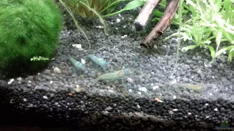 Blue Pearl von lützkopf (39)