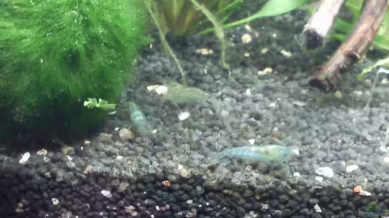 Blue Pearl von lützkopf (40)