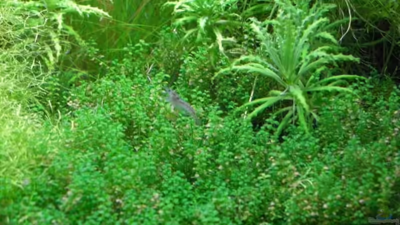 Blue Perl auf Futtersuche... von Patric (12)