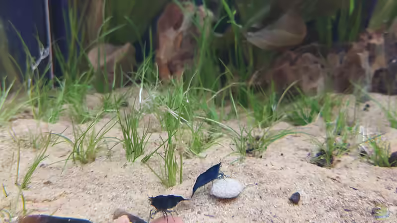 Blue Rili Garnele von Wall-E (22)