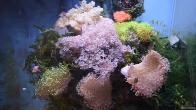 Blue Silence von Junglist (1)