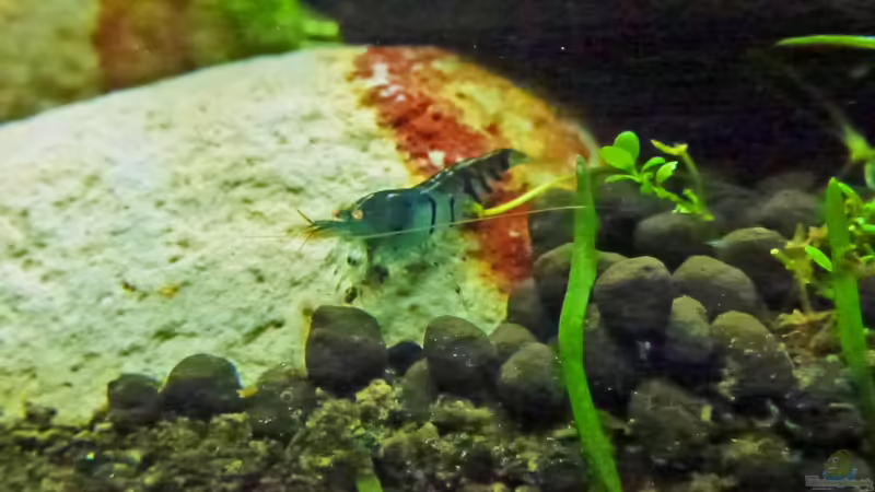 Blue Tiger Orange Eye von mike1963 (32)