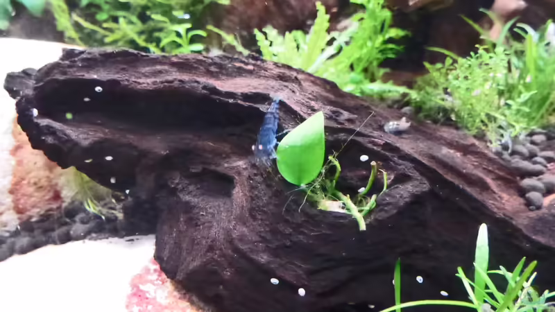 Blue Tiger Orange Eye von mike1963 (33)