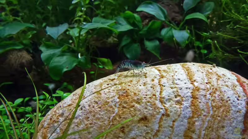 Blue Tiger Orange Eye von mike1963 (34)