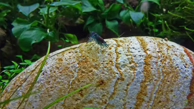 Blue Tiger Orange Eye von mike1963 (35)