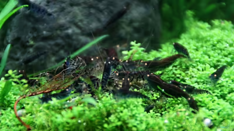 Blue Tiger von Arami Gurami (8)