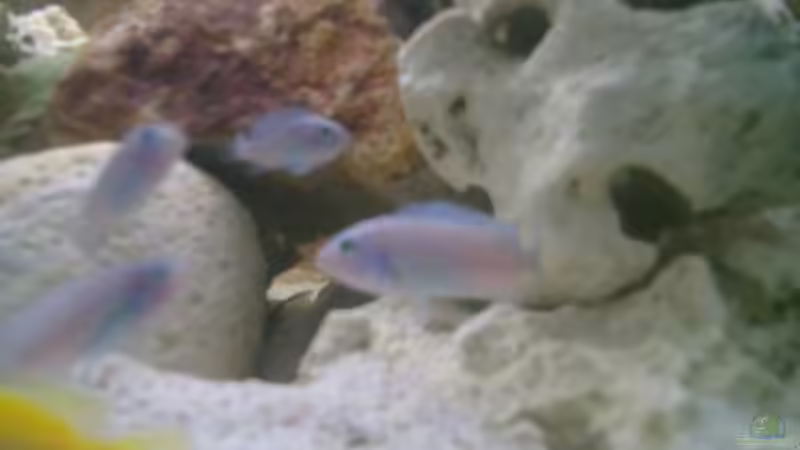 Blue von vizekoenich (12)