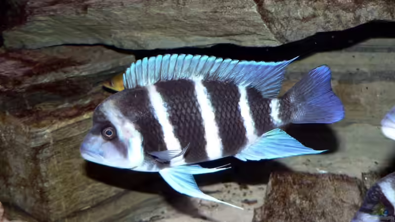 Blue Zaire von Baeltes (19)