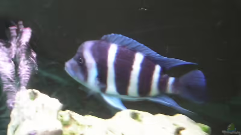 Blue Zaire von Mario Jähne (4)