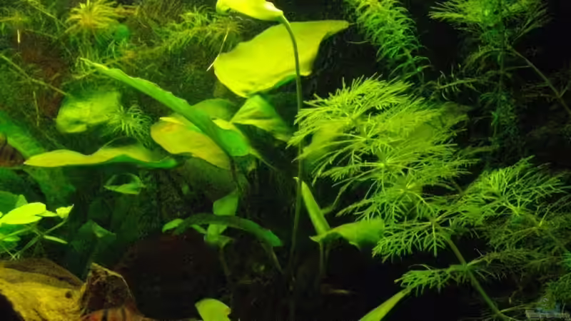 blühend die Anubias-Art, rechts Cabomba, oben Lemnas minor, vor dem Filer Wasserpest, links Javafarn, im Vordergrund die Cryptocoryne wendtii   von Caricciola (11)