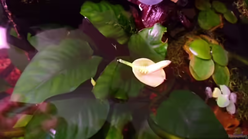 blühende anubia barteri von Pflanzennarr (10)