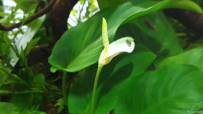 Blühende Anubia von Kuller (7)