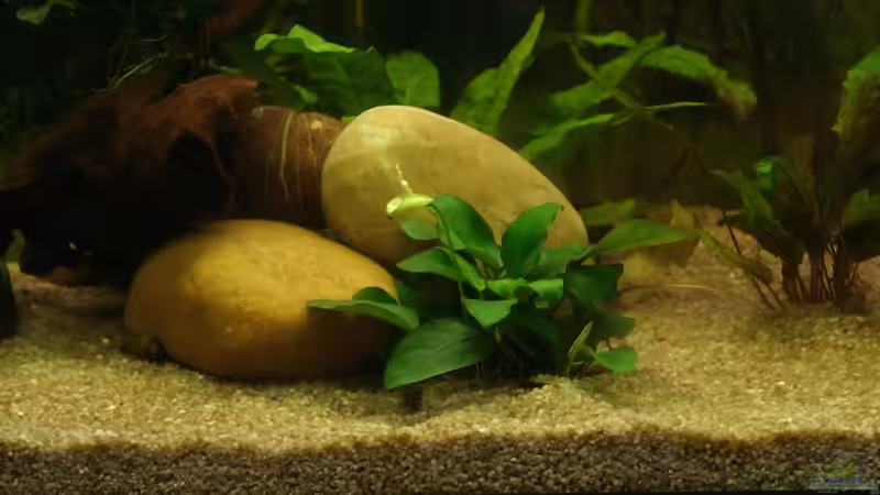 blühende Anubia von Sunnyboy_72 (14)