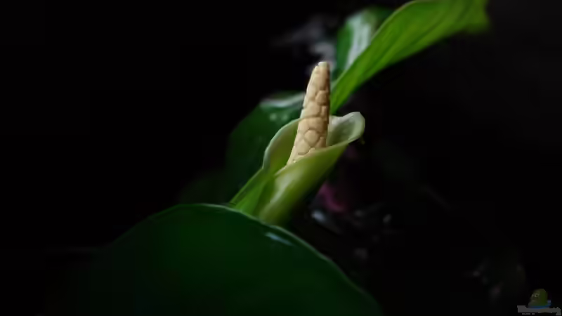 blühende Anubias (Bild von Matthias Wiersdorf)  von Minzi (15)