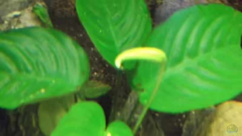 Blühende Anubie von Esslinger (6)