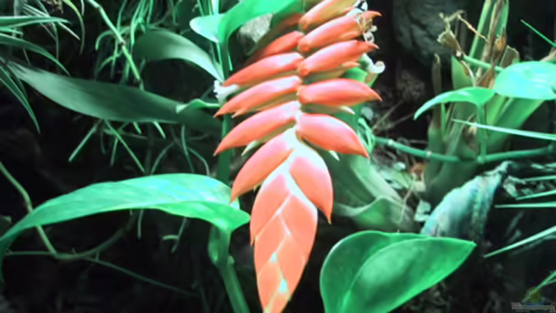 Blühende Bromelie von Der Südamerikaner (55)