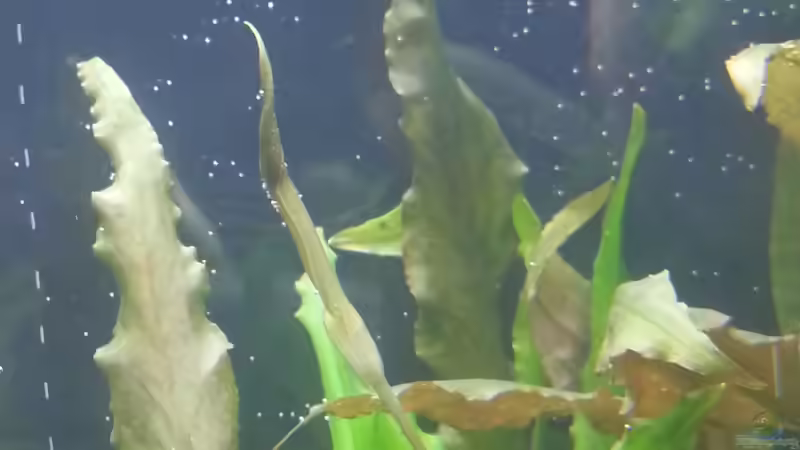 blühende Cryptocoryne wendtii von Melanie (8)