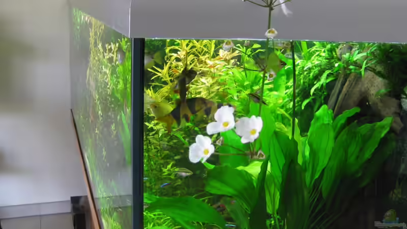 Blühende Echinodore von Rheinländer (19)