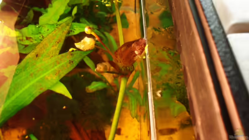 blühende Ozelot am 27.09.09 von ~Marco~ (21)