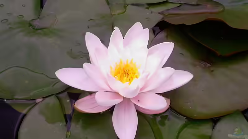 blühende rosa Seerose von Sambia (30)