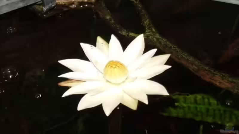 Blühende rote Tigerlotus 1 von aquamauy (6)