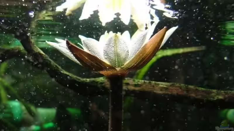 Blühende rote Tigerlotus 2 von aquamauy (7)