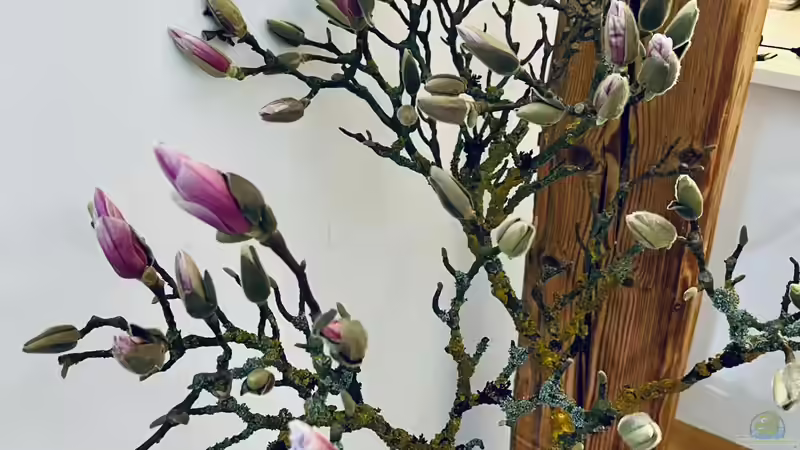 Blühende Zweige als Dekoration im Haus