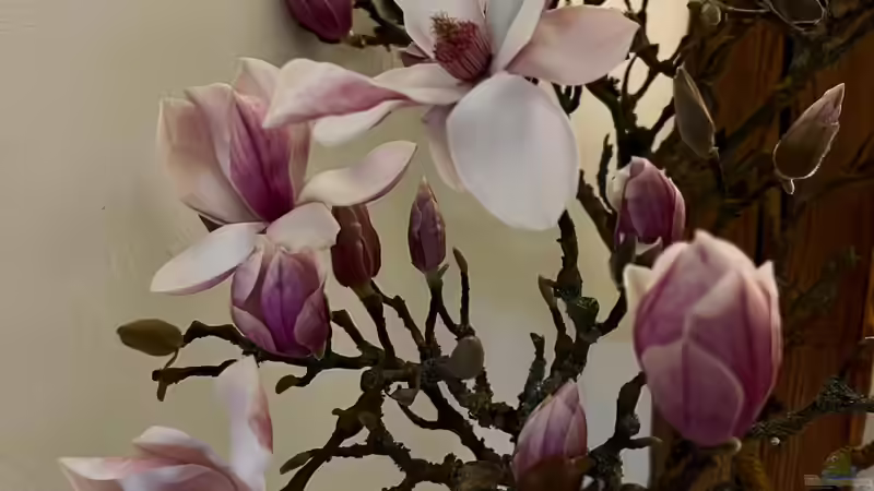 Blühende Zweige als Dekoration im Haus