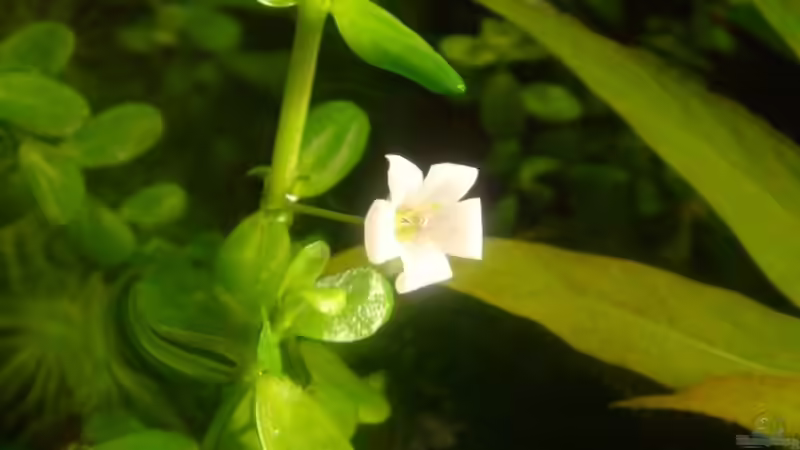 Blühendes Fettblatt von Freibel (9)